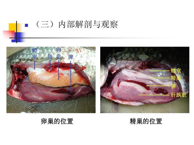 (三)内部解剖与观察 卵巢的位置 精巢的位置