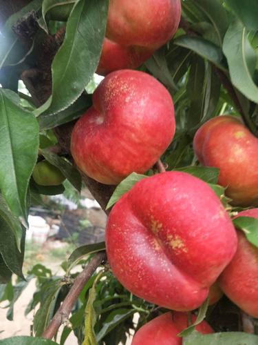 中油蟠桃7号成熟,欢迎来商参观品尝