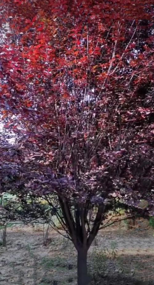 山西有种植红叶李的基地吗红叶李树产地在什么地方