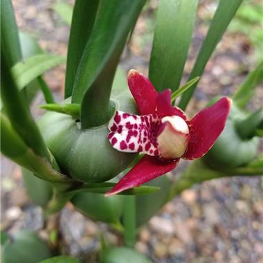 咖啡兰 超浓香牛奶味254