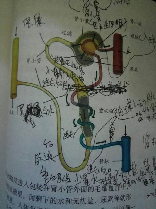 1 分钟前  sky幸运月亮 |二级 肾单位主要由肾小体和肾小管组成 肾小