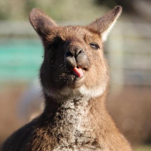 其实,这个魔性动作,在袋鼠界其实常常能见到,根本来源是因为它们需要