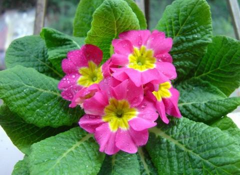 报春花的养殖方法:浇水过湿会沤烂根部