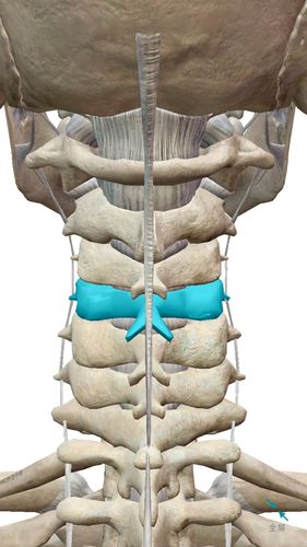 颈椎骨骼结构图片