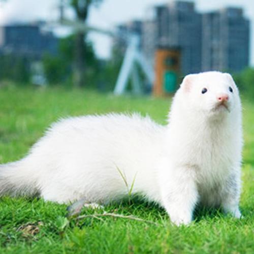 安哥鲁anggora宠物雪貂安格鲁貂活体宝宝玛雪儿宠物雪貂幼崽包活到家