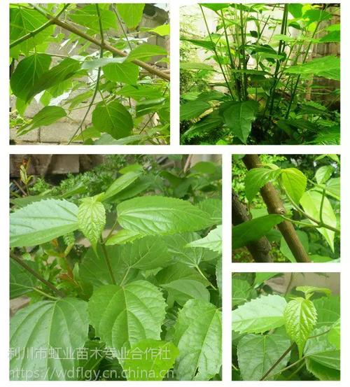 豆腐树叶/斑鸠叶/臭黄荆叶