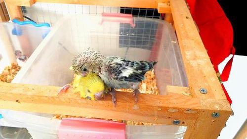 人工喂养小鹦鹉要记住这6件事,轻轻松松养鹦鹉