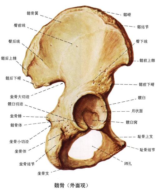髋骨