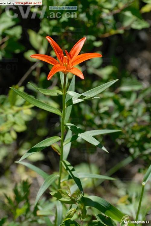 有斑百合lilium concolor salisb. var. pulchellum