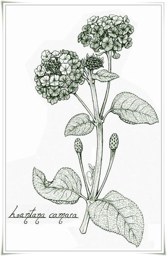 马缨丹也叫五色梅