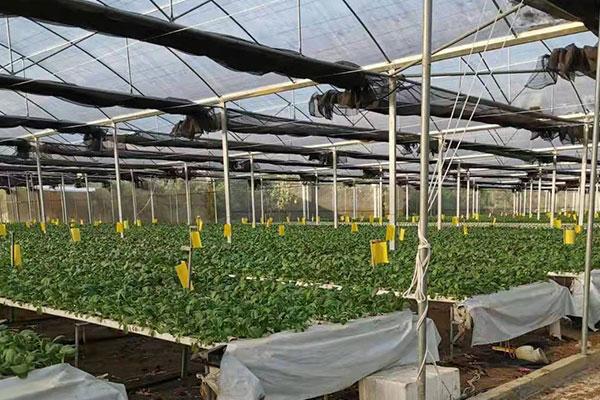 昆明玻璃温室大棚