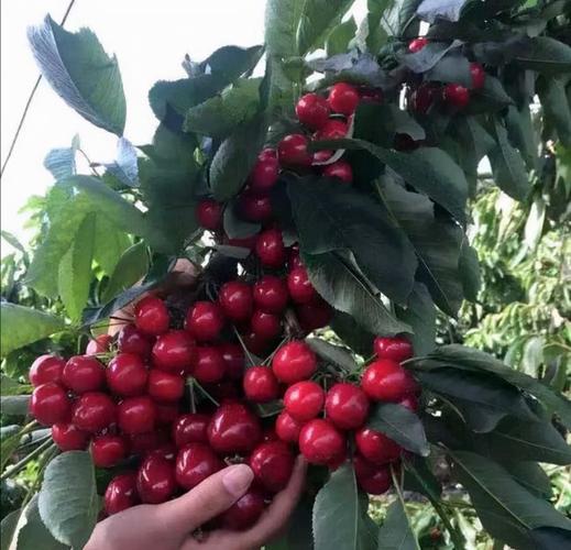 四川小波车厘子树苗基地,布鲁克斯樱桃树苗栽培时应注意什么?