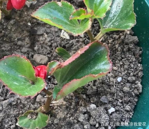 给四季海棠"扦插",做好这"4步",生根发芽快,轻松养