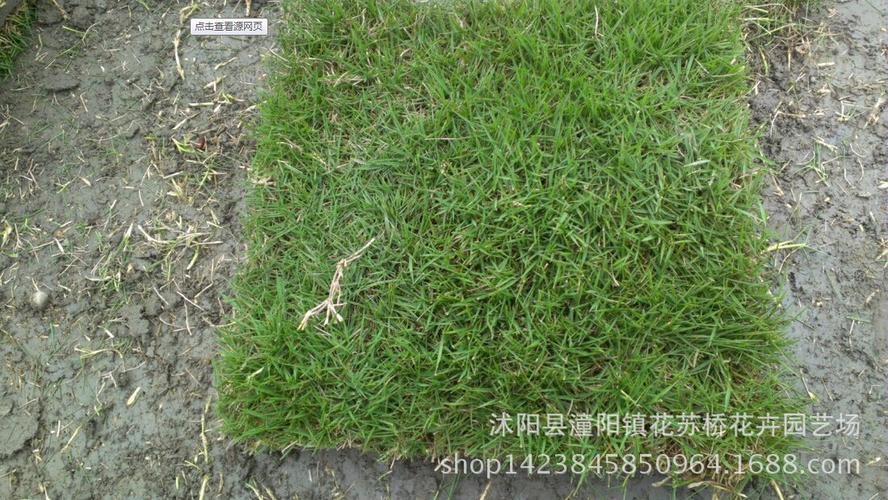 进口剪股颖草坪种子 不修剪 四季长青草籽别墅庭院厂区专用