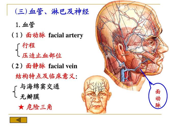 血管 (1)面动脉 facial artery 行程 压迫止血部位 (2)面静脉 facial