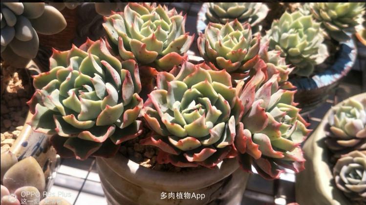 养多肉就要少浇水?春天,我的肉肉每天浇一次水!