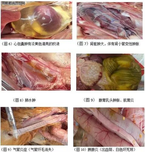禽腺病毒的流行现状及防控措施 - 专家在线 - 鸡鸭鹅