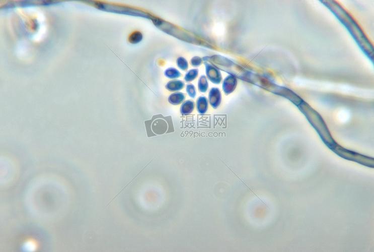 显微镜下的细胞高清图片下载-正版图片100061174-摄图网