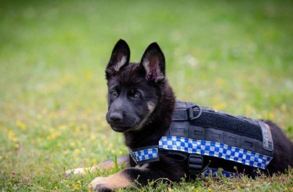 小警犬才45天大,就要参加各种"考试",累得趴地上打瞌睡