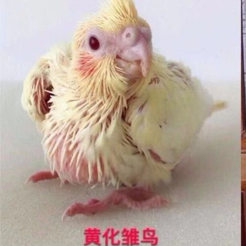 【京选推荐】鹦鹉活手养鸟会说话鸟牡丹鹦鹉虎皮黄化玄凤雏鸟幼鸟活