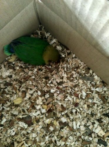 牡丹鹦鹉幼仔多久会自食