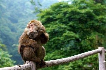 峨眉山生态猴区