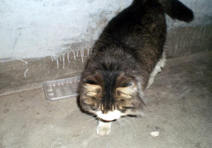 善待流浪猫狗珍爱生灵