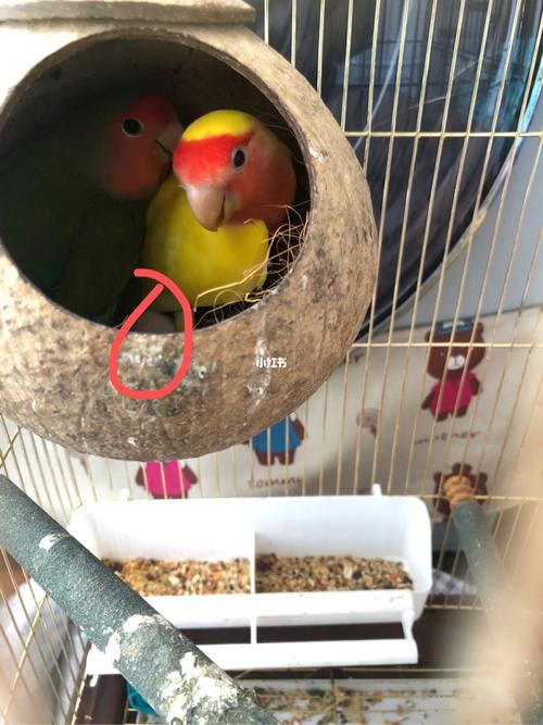 牡丹鹦鹉_鹦鹉_牡丹_断奶_宠物_宠物其他