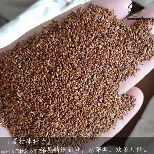 夏枯草种子哪里有卖的