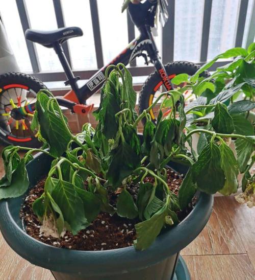 绣球花盆栽的枝条枯萎倒伏怎么办?缺水又换盆伤根,砍头养活再说