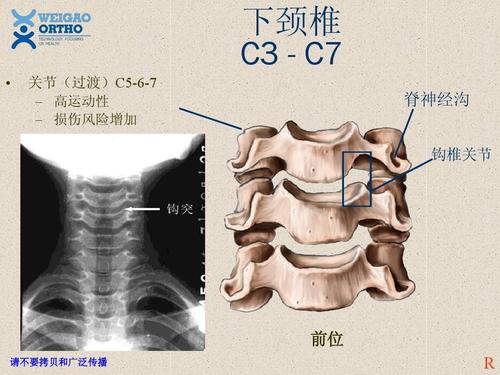 关节(过渡)c5-6-7 – 高运动性 – 损伤风险增加 脊神经沟 钩椎关节
