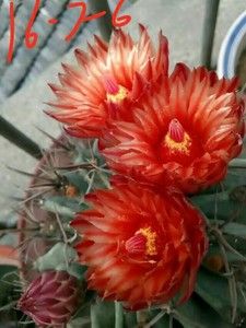 仙人球 仙人柱 强刺属 神仙玉 籽播 实生 花期长 开花很漂亮