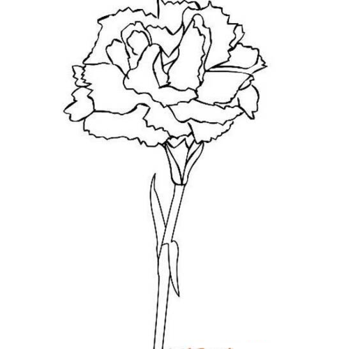 康乃馨简笔画