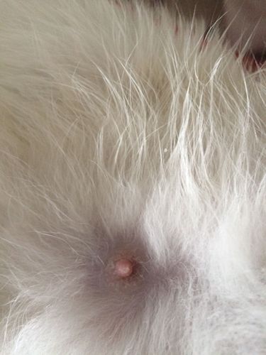 猫咪这样是怀孕的征兆嘛?