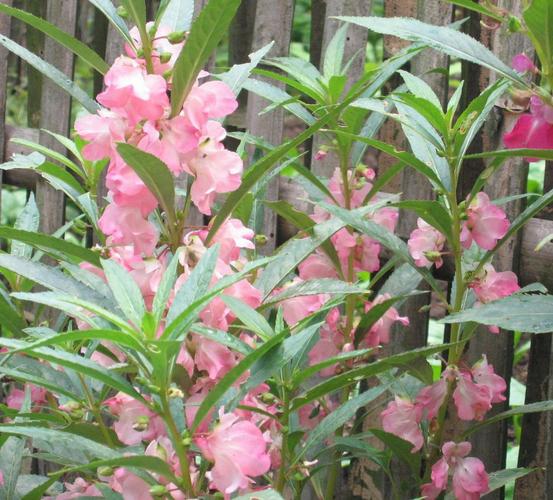 展开全部 凤仙花