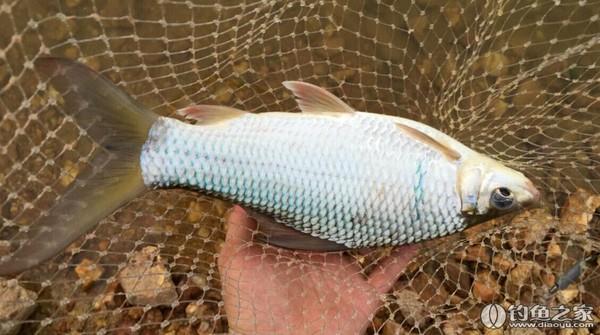 关于土鲮,泰鲮,麦鲮,红眼的区别【答唐唐问】