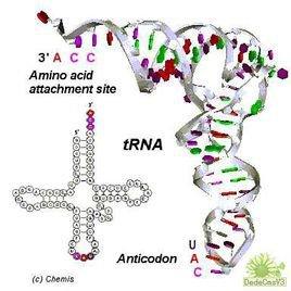 转运rna