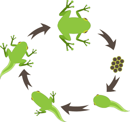 小蝌蚪变青蛙的过程图手抄报 手抄报模版