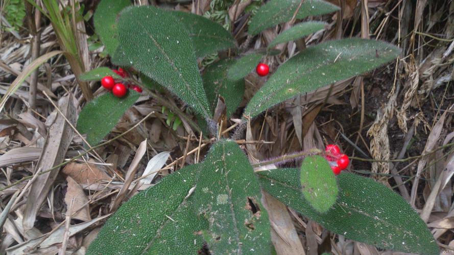 广西野生中草药一览