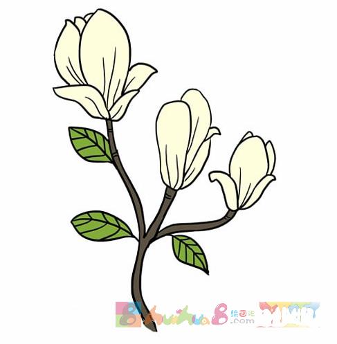 儿童画玉兰花简笔画步骤图片大全