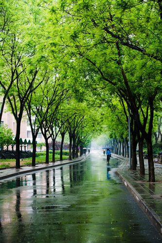南方常见的雨景在北方却是稀奇.绿色的春天,雾蒙蒙的风景.