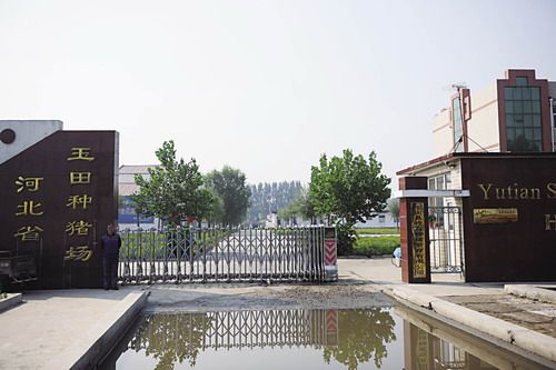 玉田生猪养殖新模式