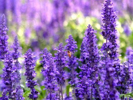 紫色的花有哪些图片