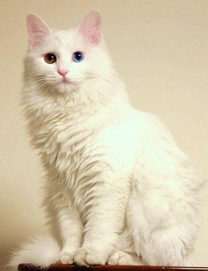 纯白猫咪有什么品种?|波斯猫|猫科动物|加菲猫|缅因猫