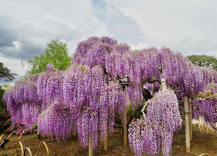 150岁灵魂之树,大棚紫藤花