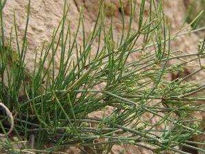 麻黄,新疆植物,还是重要中草药!