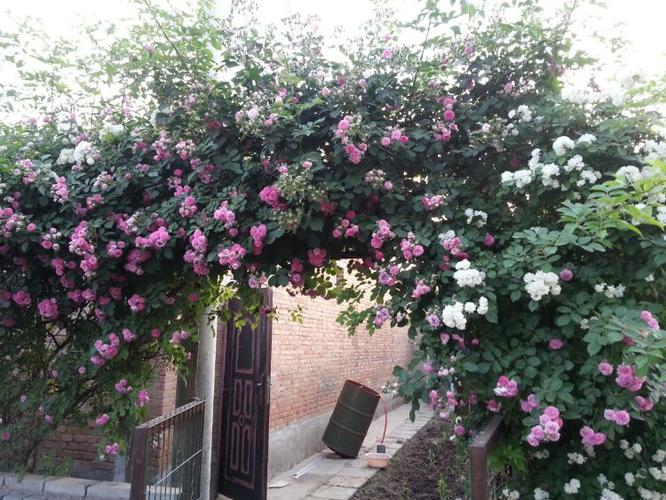 又是盼望的五月天,蔷薇花开满了自家小院,浪漫红白黄,深情开满墙, 枝