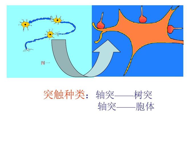 通过神经系统的调节,生物课件 突触种类:轴突——树突 轴突——胞体