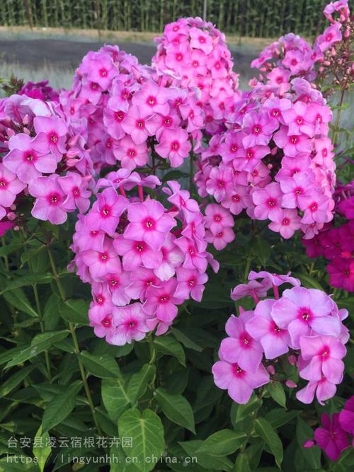 供应大量福禄考 辽宁宿根福禄考基地 宿根福禄考价格