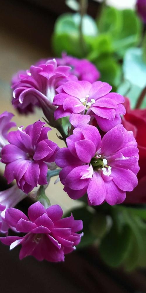 我家的长寿花竞相开放啦